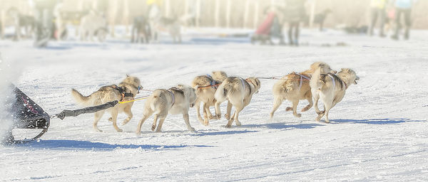 Raditional kamchatka dog sledge on kamchatka. kauryur harnesses the husky dogs