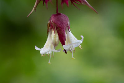 Close up flowers on a himalayan honeysuckle tree