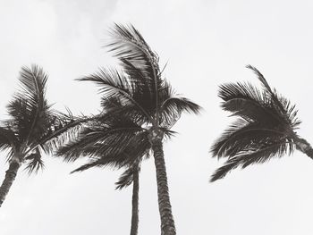 Low angle view of silhouette palm trees against sky