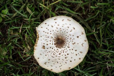 High angle view of mushroom growing on grassy field