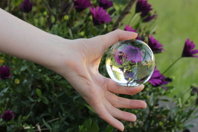 Close-up of hand holding red flower