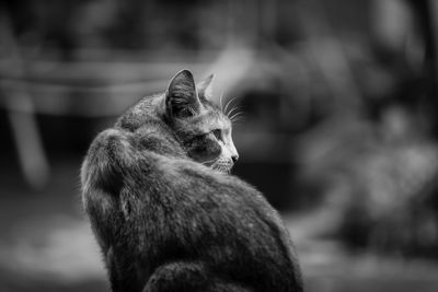 Close-up of a cat looking away