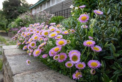 Close-up of fresh purple flowers in park