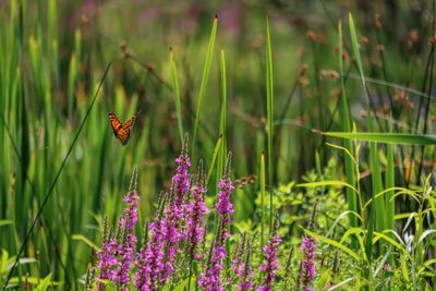 Butterfly pollinating on purple flower