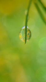 Close-up of insect on leaf