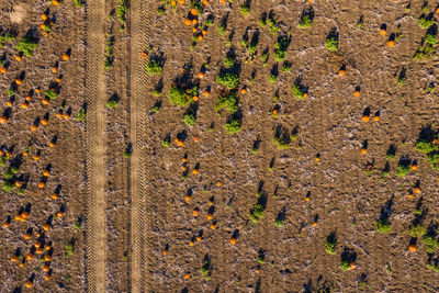 Ripe pumpkins in a field seen with a drone awaiting harvest and decorations for halloween