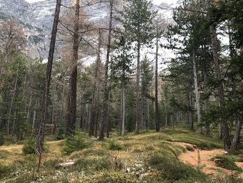 Pine trees in forest