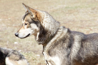 Close-up of dog looking away