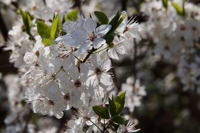 Close-up of white cherry blossoms in spring