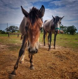 Horses standing on field against sky