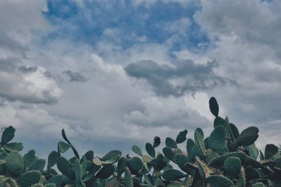 Plants against cloudy sky