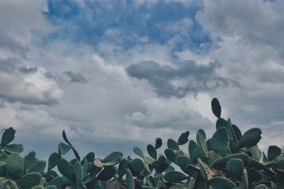 Plants against cloudy sky