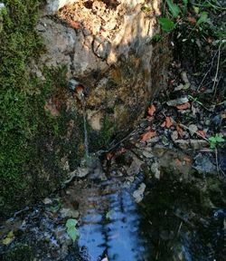 Close-up of water flowing in forest