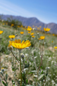 Close-up of yellow flowers blooming on field against sky