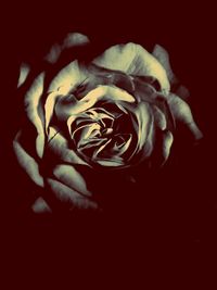 Close-up of rose over black background