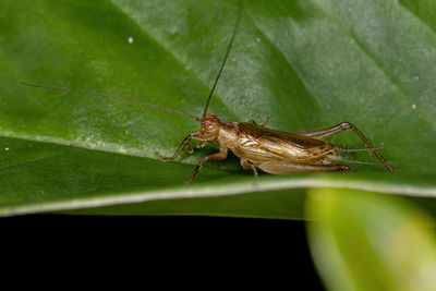 Close-up of insect on leaf