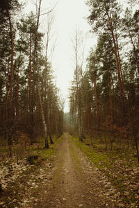 Road passing through forest