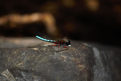 Close-up of insect on rock