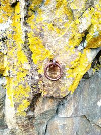 Close-up of tree trunk