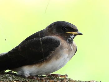 Close-up of bird perching