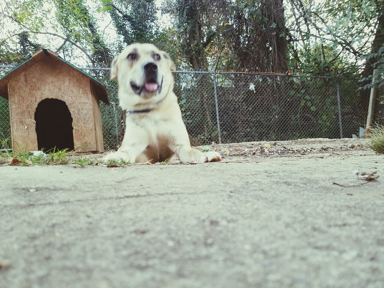 animal themes, dog, one animal, pets, domestic animals, mammal, no people, day, tree, outdoors, portrait, nature, close-up