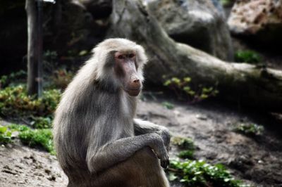 Baboon relaxing on field