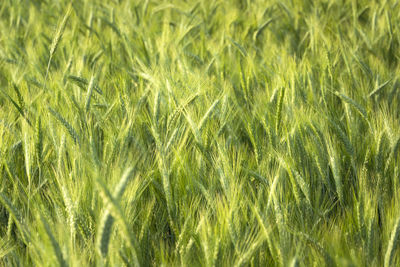 Close up of green ears of triticale