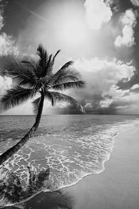 tropical climate