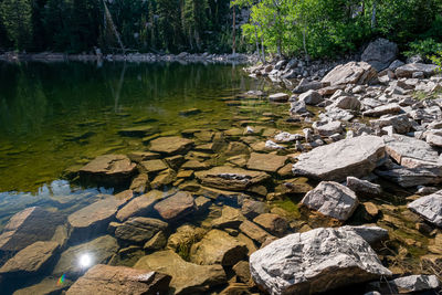 View of rocks and plants in water