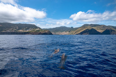 View of dolphins in sea