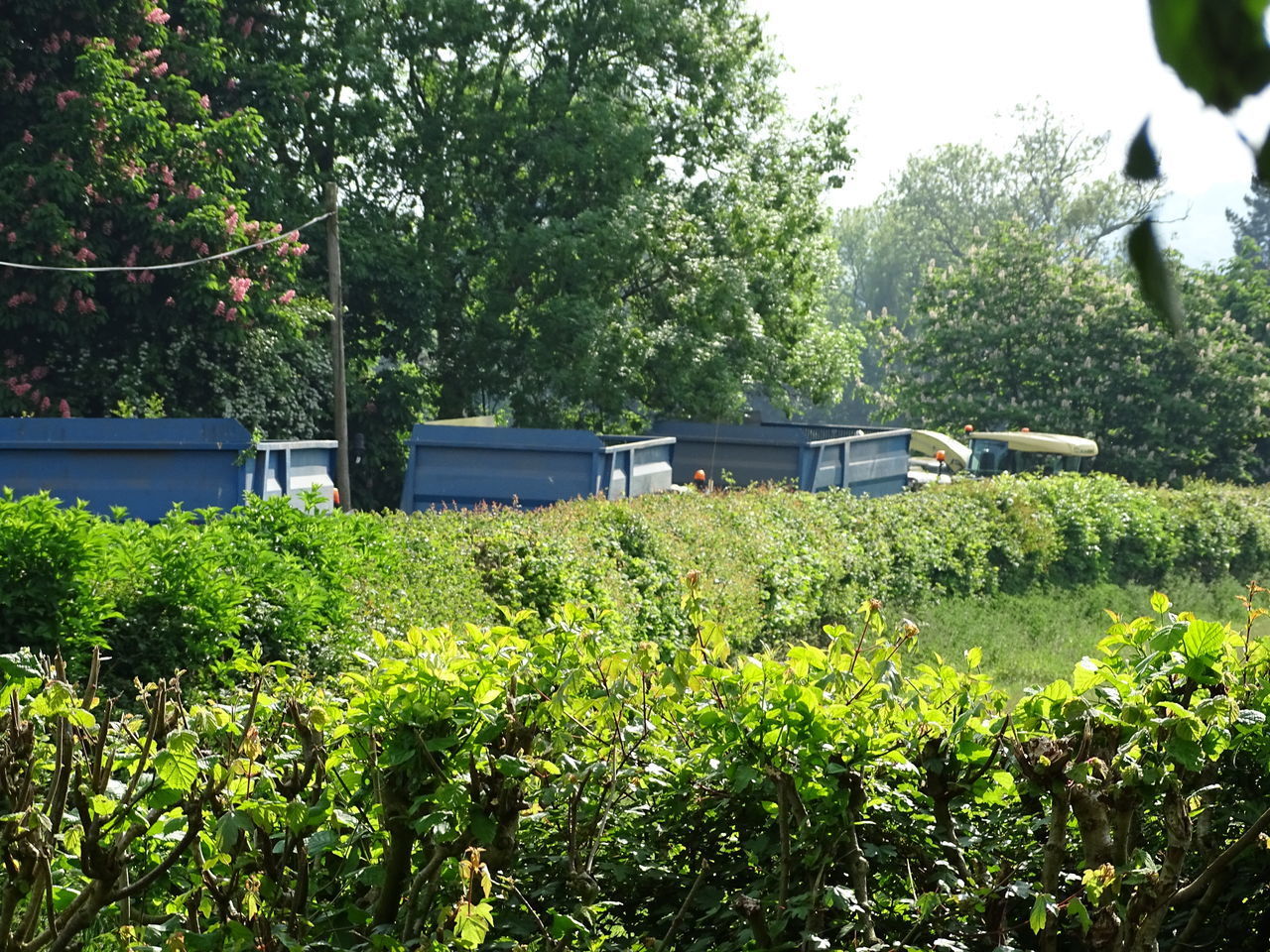 PLANTS GROWING ON LAND