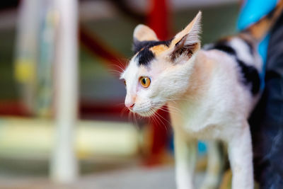 Close-up of a cat looking away