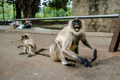 Monkeys sitting on street