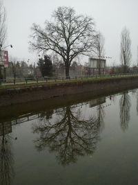 Reflection of trees in lake