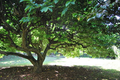Trees growing in sunlight