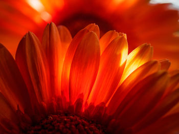 Close-up of sunflowers