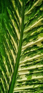 Full frame shot of fresh green leaves