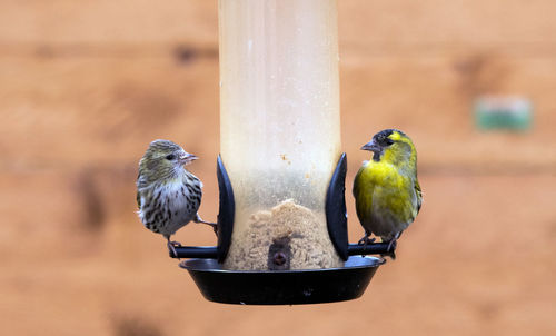 Close-up of birds perching on a bird feeder