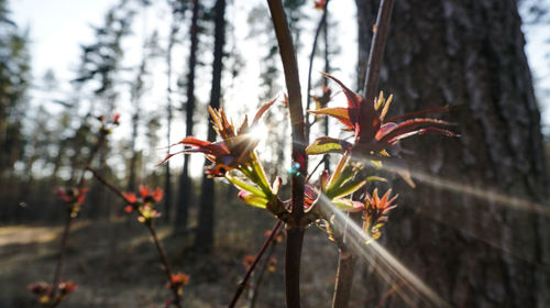 Close-up of flowering plant