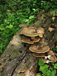 High angle view of mushroom growing in forest