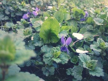 Close-up of purple flowers blooming outdoors