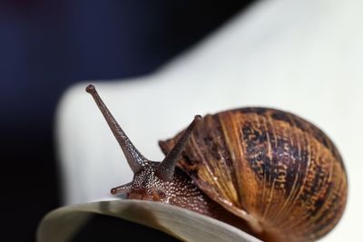 Close-up of snail