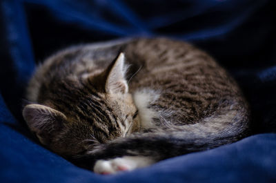 Close-up of cat sleeping