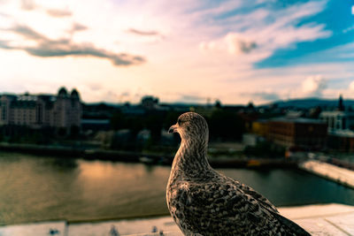 Seagull on a river