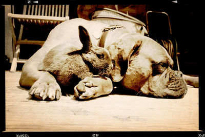 Close-up of sleeping dog