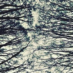 branch