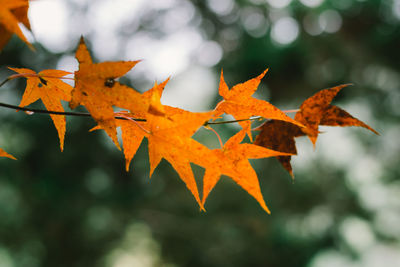 Low angle view of maple leaves on branch