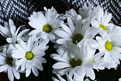 Close-up of white flower