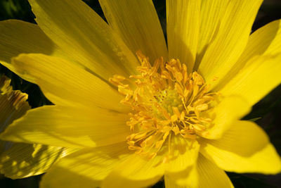 Close-up of yellow flower