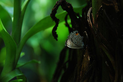 Close-up of caterpillar on tree